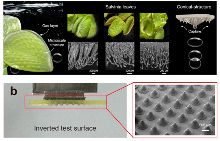1756449623507375.jpg 花瓣.jpg